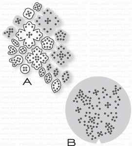 Papertrey Ink - Sewing Staples: Floral Cluster Die Collection (set of 2)